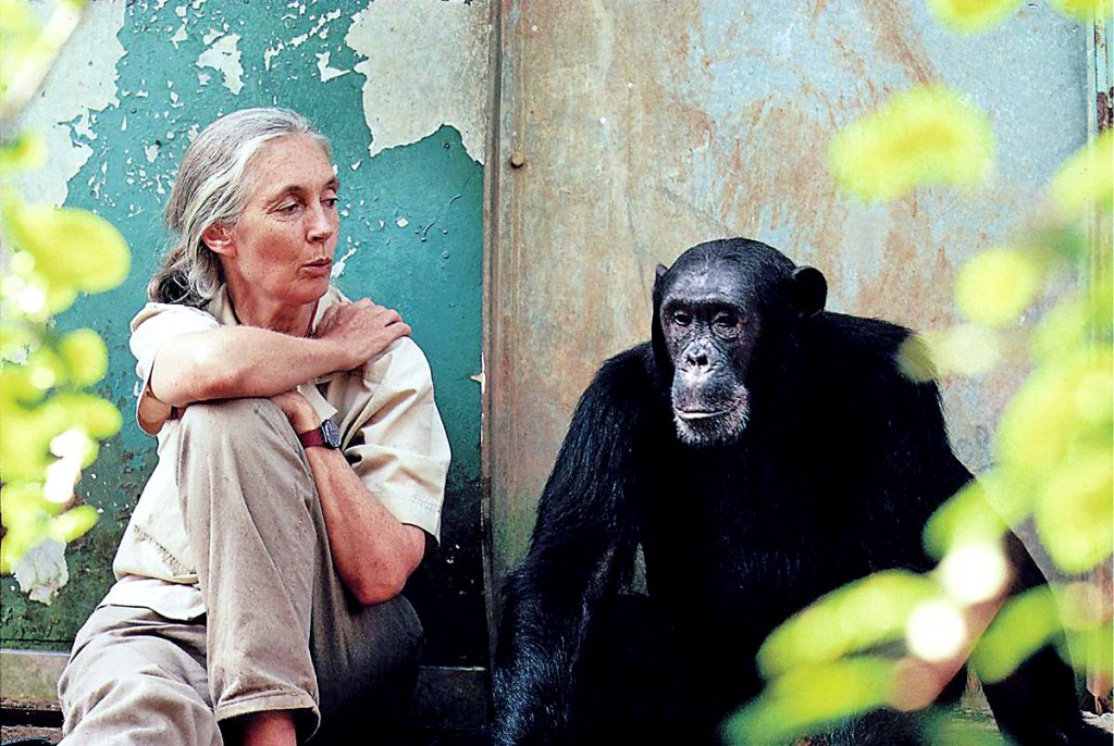 Jane Goodall 2
