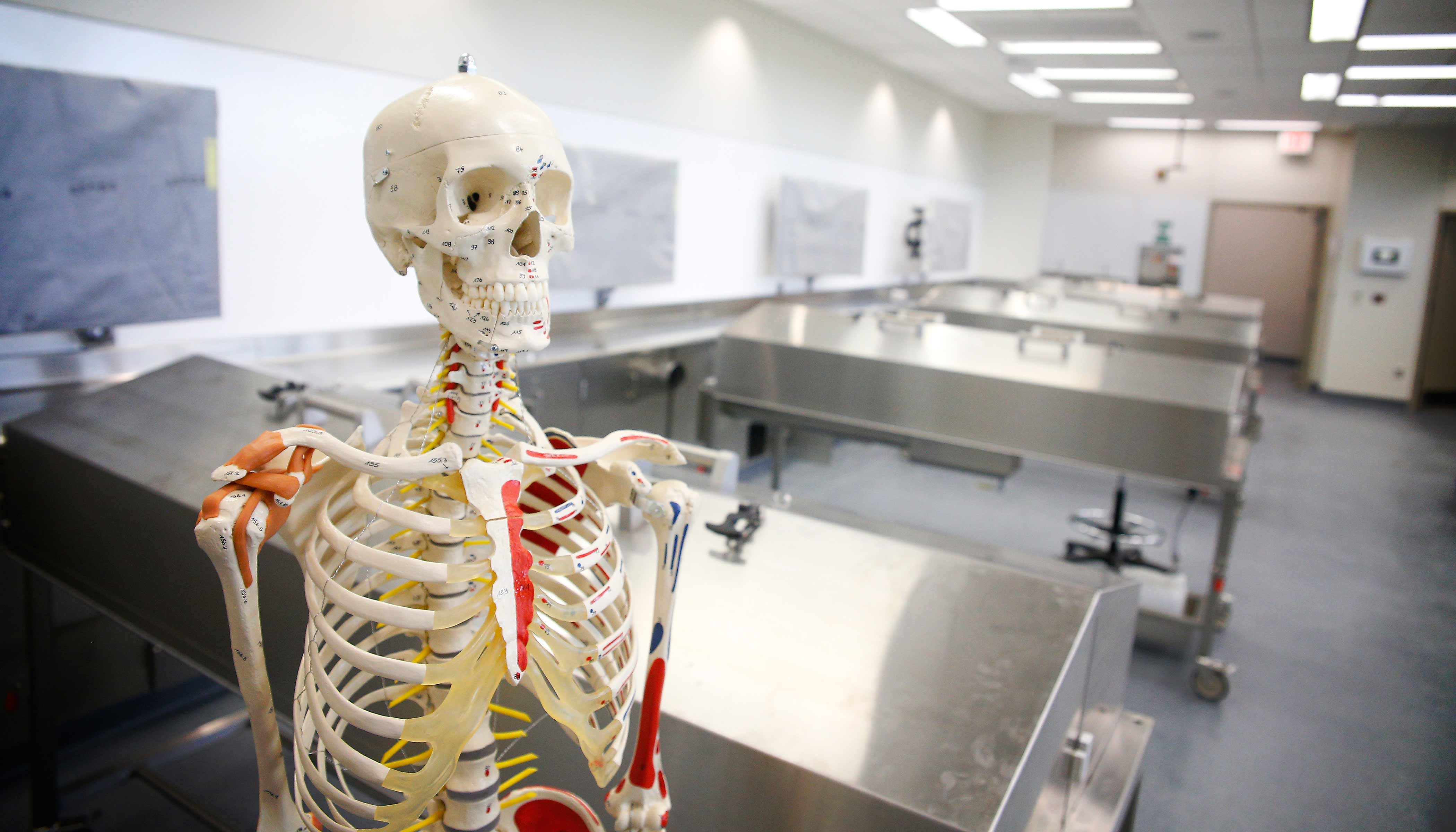 The anatomy lab inside the Health Science Ed Complex also serves as the holding area for cadavers. In addition to the anatomy lab, there are laboratories for orthopedics, rehabilitation, patient assessment and skills, as well as an energized radiography suite where students can learn proper x-ray positioning and techniques using state-of-the-art clinical equipment.