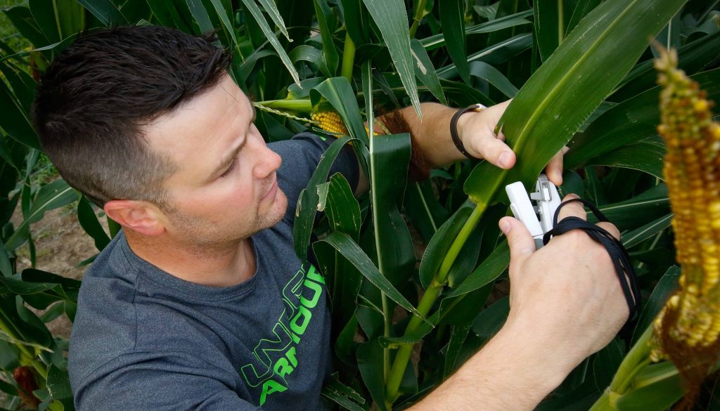 UNK biology student Joe Haag of Grand Island conducts research in a cornfield north of Kearney. Haag’s work focuses on corn crop productivity and climate change. (Photo by Corbey R. Dorsey, UNK Communications)