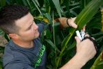 UNK biology student Joe Haag of Grand Island conducts research in a cornfield north of Kearney. Haag’s work focuses on corn crop productivity and climate change. (Photo by Corbey R. Dorsey, UNK Communications)