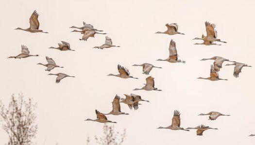An estimated 500,000 to 600,000 sandhill cranes and other birds stop near Kearney during the height of crane season, which runs from late February through early April along a 90-mile stretch of the Platte River. (Photo by Corbey R. Dorsey, UNK Communications)