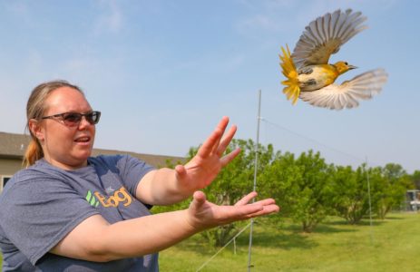 UNK associate professor of biology Letty Reichart releases an oriole after the bird was documented last week during a research project along the Platte River near Gibbon. Reichart and her students have been studying orioles and their migration habits since 2015. (Photo by Corbey R. Dorsey, UNK Communications)