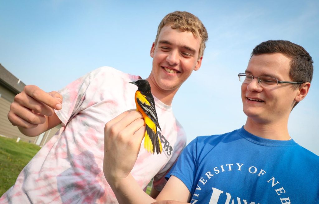 UNK students Jonathan Wentz, left, a sophomore wildlife biology major from Kearney, and Luke Hamilton, a Bridgeport native currently pursuing a master’s degree in biology, check out an oriole captured along the Platte River near Gibbon. UNK researchers are partnering with retired ornithologist Gary Lingle to study the birds and their migration habits. (Photo by Corbey R. Dorsey, UNK Communications)