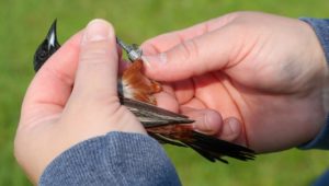 Each oriole captured by UNK researchers is banded with a unique U.S. Fish and Wildlife Service number used to track the bird’s migration habits. (Photo by Corbey R. Dorsey, UNK Communications)