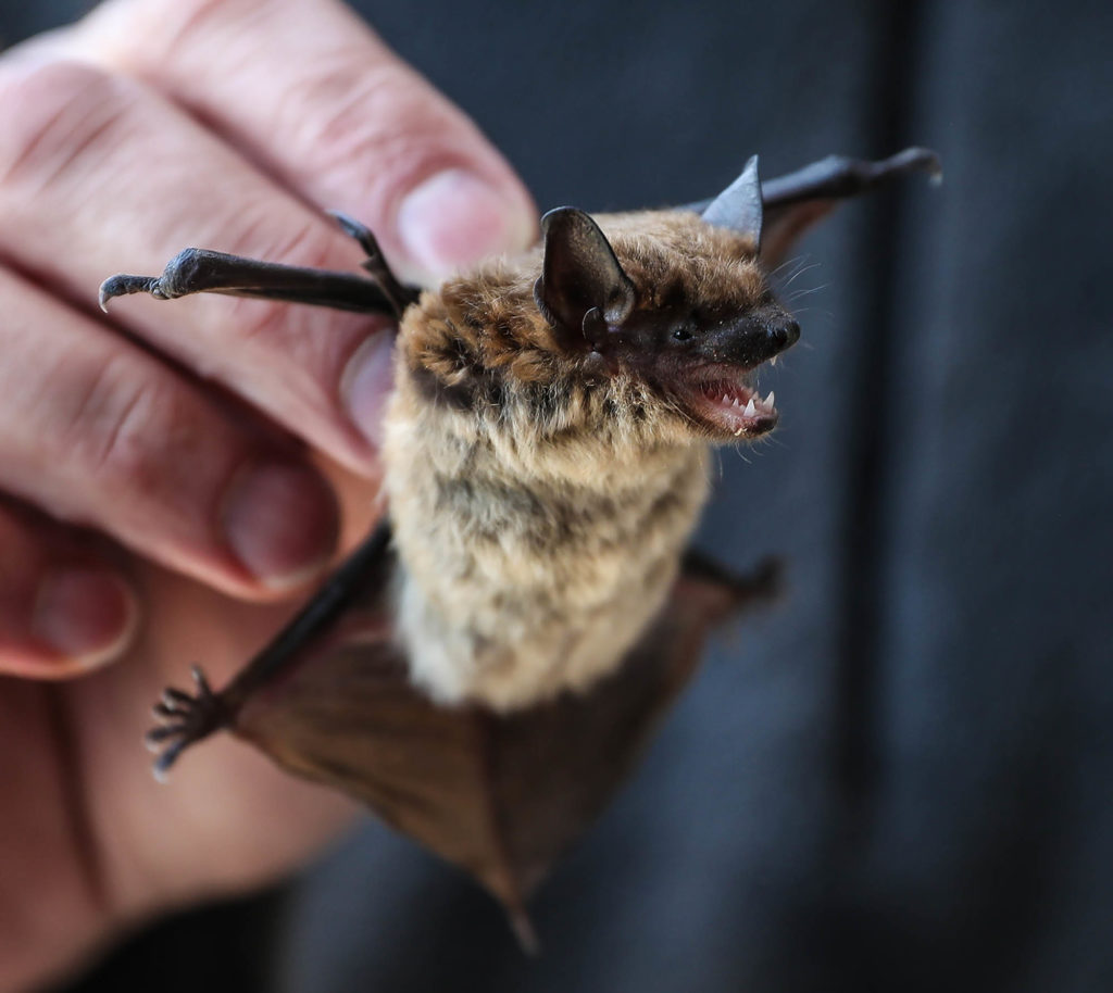 Bats may look scary, but UNK biology professor Keith Geluso says they pose little risk to humans. “I can stand in Carlsbad Caverns National Park and have 300,000 to 400,000 bats come out and they just fly right around me,” he said.