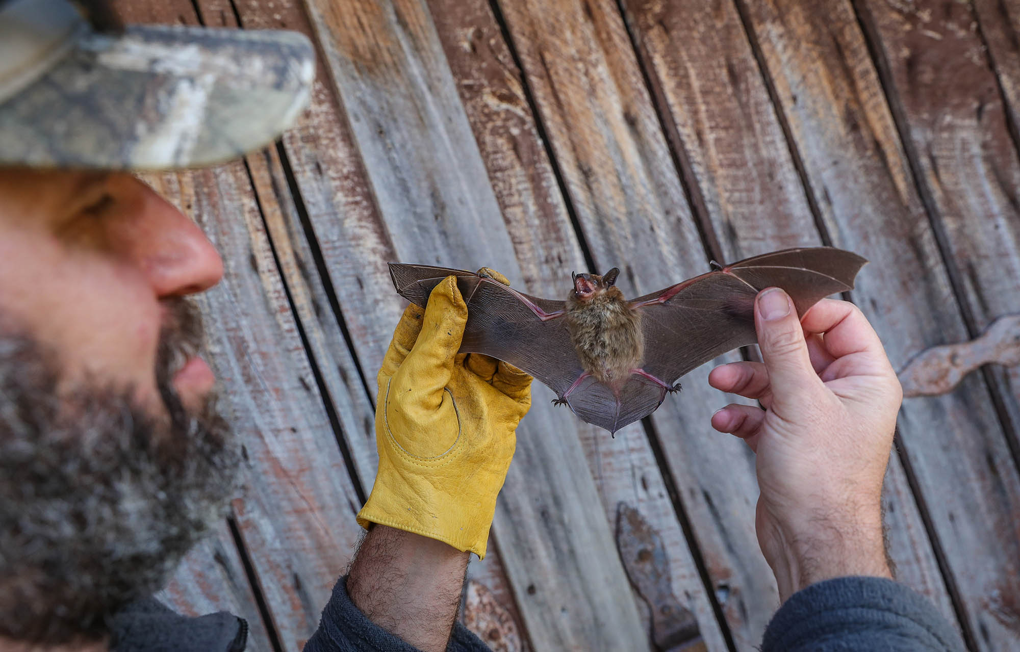 UNK biology professor Keith Geluso holds a big brown bat he captured last week at Fort Kearny State Historical Park. Geluso has dedicated his career to researching bats and dispelling myths about a creature he considers “quite cute.”