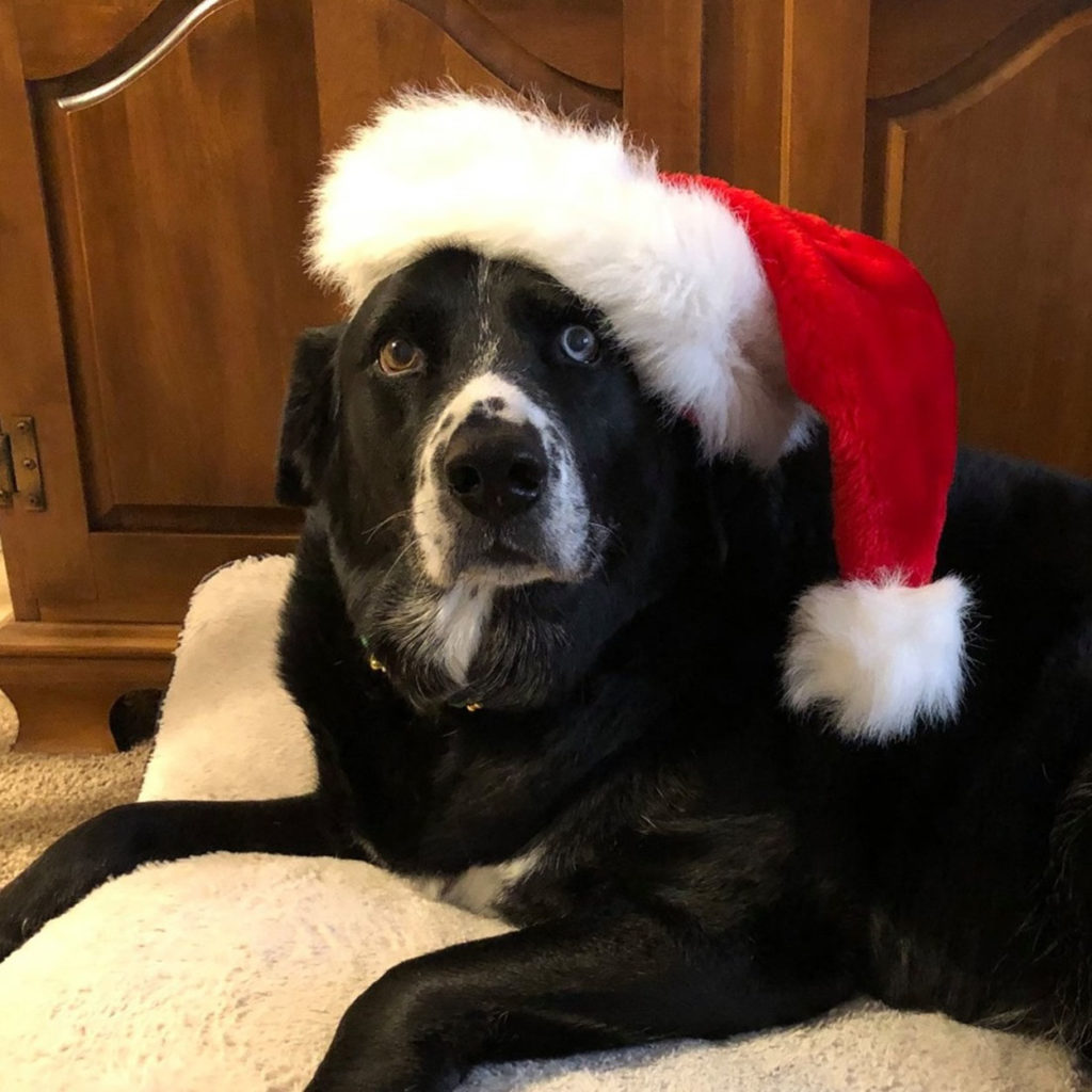 Bill Wozniak's rescue dog Jackson celebrating the holidays.