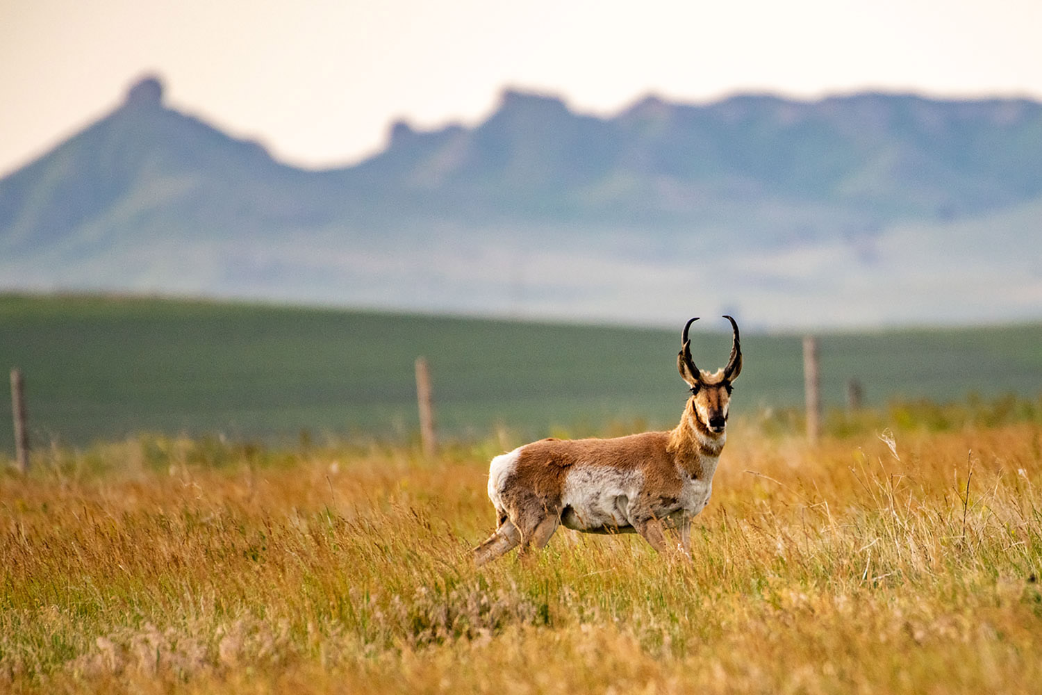 University of Nebraska researchers are partnering with the Nebraska Game and Parks Commission on a three-year project that studies pronghorn movements, migration patterns and habitat use in the Panhandle region. (Nebraskaland Magazine/Nebraska Game and Parks Commission)