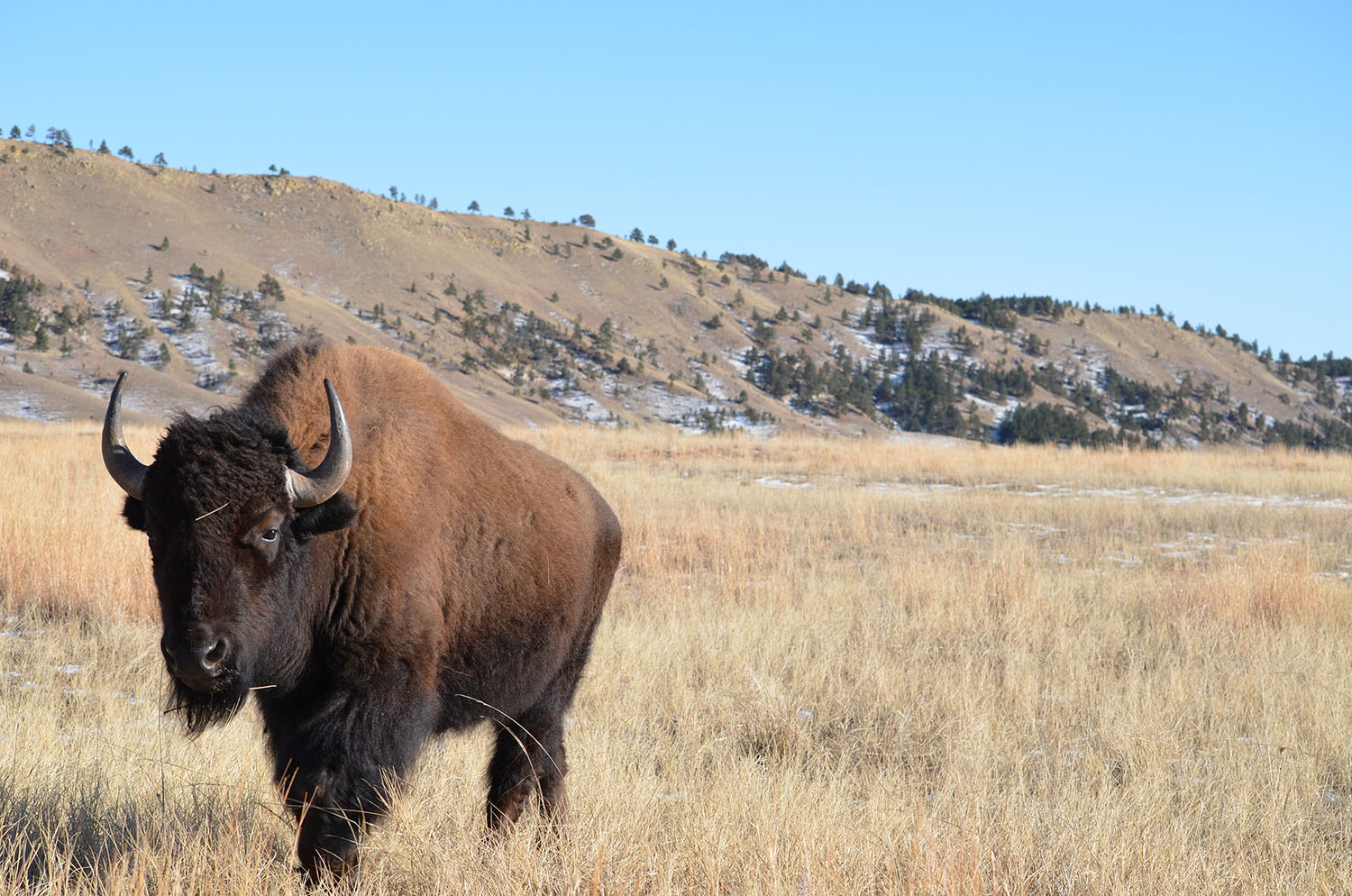 Bison, elk, pronghorn and many other animals roam the rolling prairie grasslands and forested hillsides at Wind Cave National Park in southwest South Dakota. (NPS Photo)
