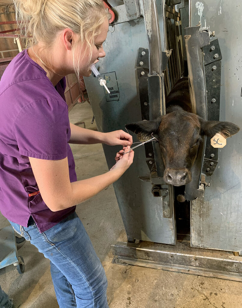 Korinne Hansen treats a calf for pink eye while interning at Red Willow Animal Clinic.