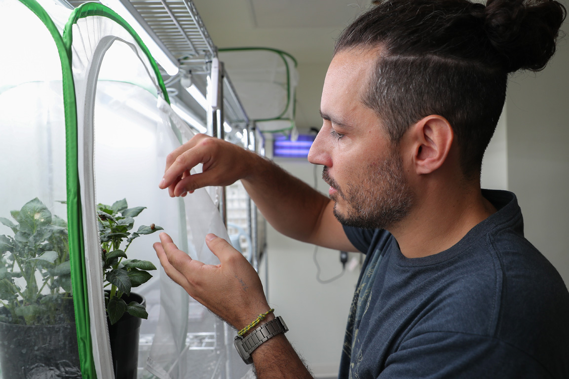 UNK assistant biology professor Benjamin Pélissié studies the Colorado potato beetle, a so-called “super pest” that’s notorious for its ability to rapidly develop resistance to pesticides.
