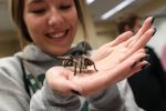 Emma Sutko, a senior at Lincoln Pius X High School, addresses her fear of spiders Tuesday during a psychology fair at UNK. More than 300 students from 30 high schools attended the event. (Photo by Corbey R. Dorsey, UNK Communications)