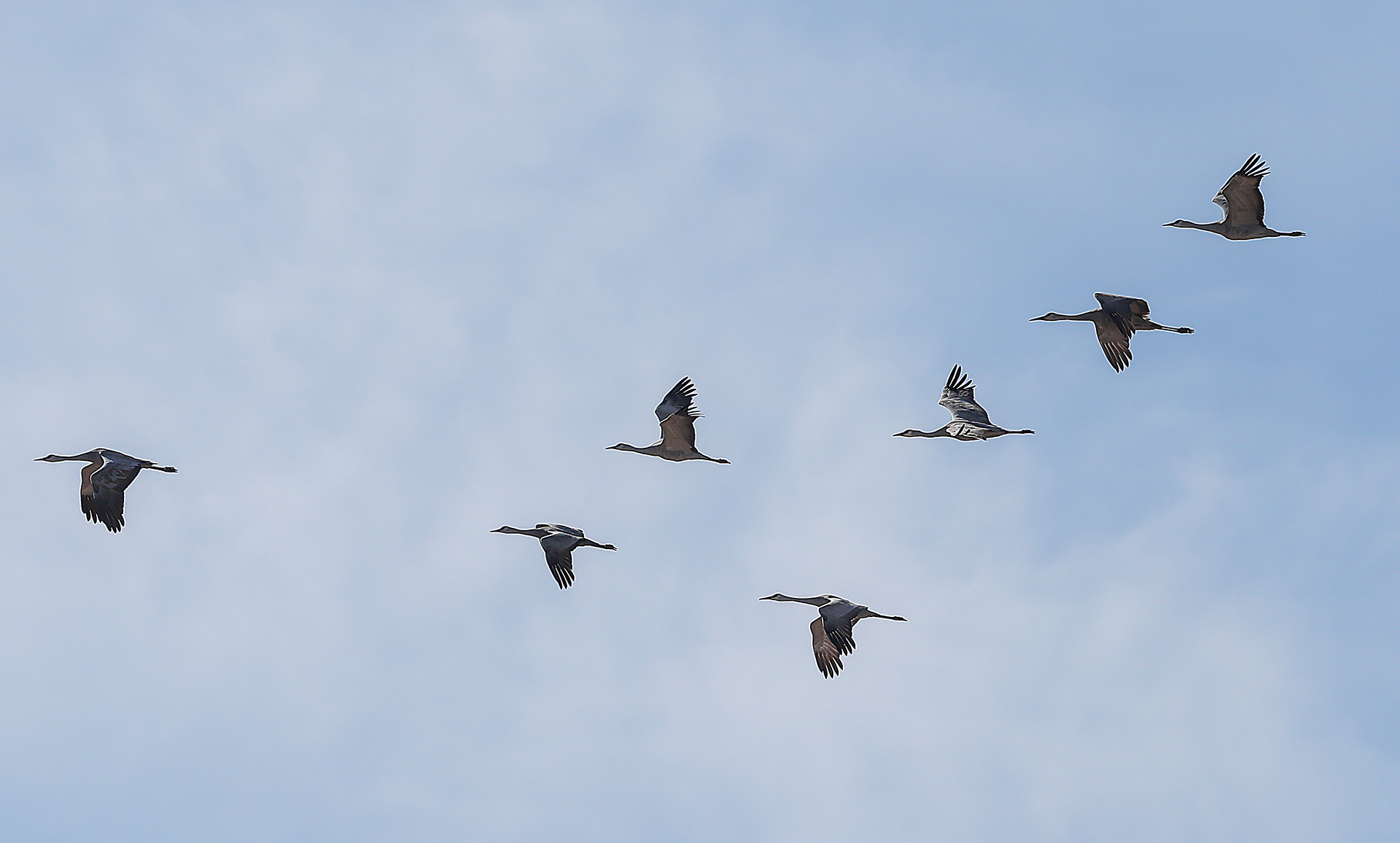 Sandhill cranes in flight near Kearney