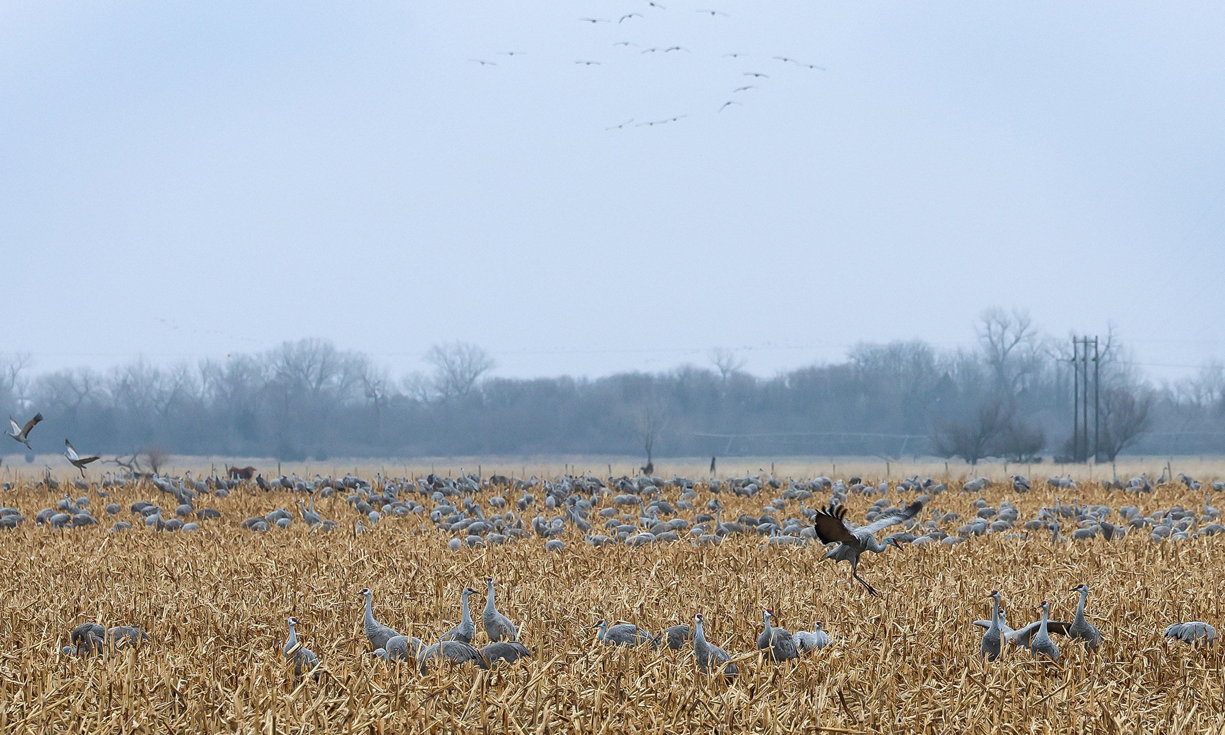 Sandhill cranes gather in a cornfield near Rowe Sanctuary in central Nebraska.