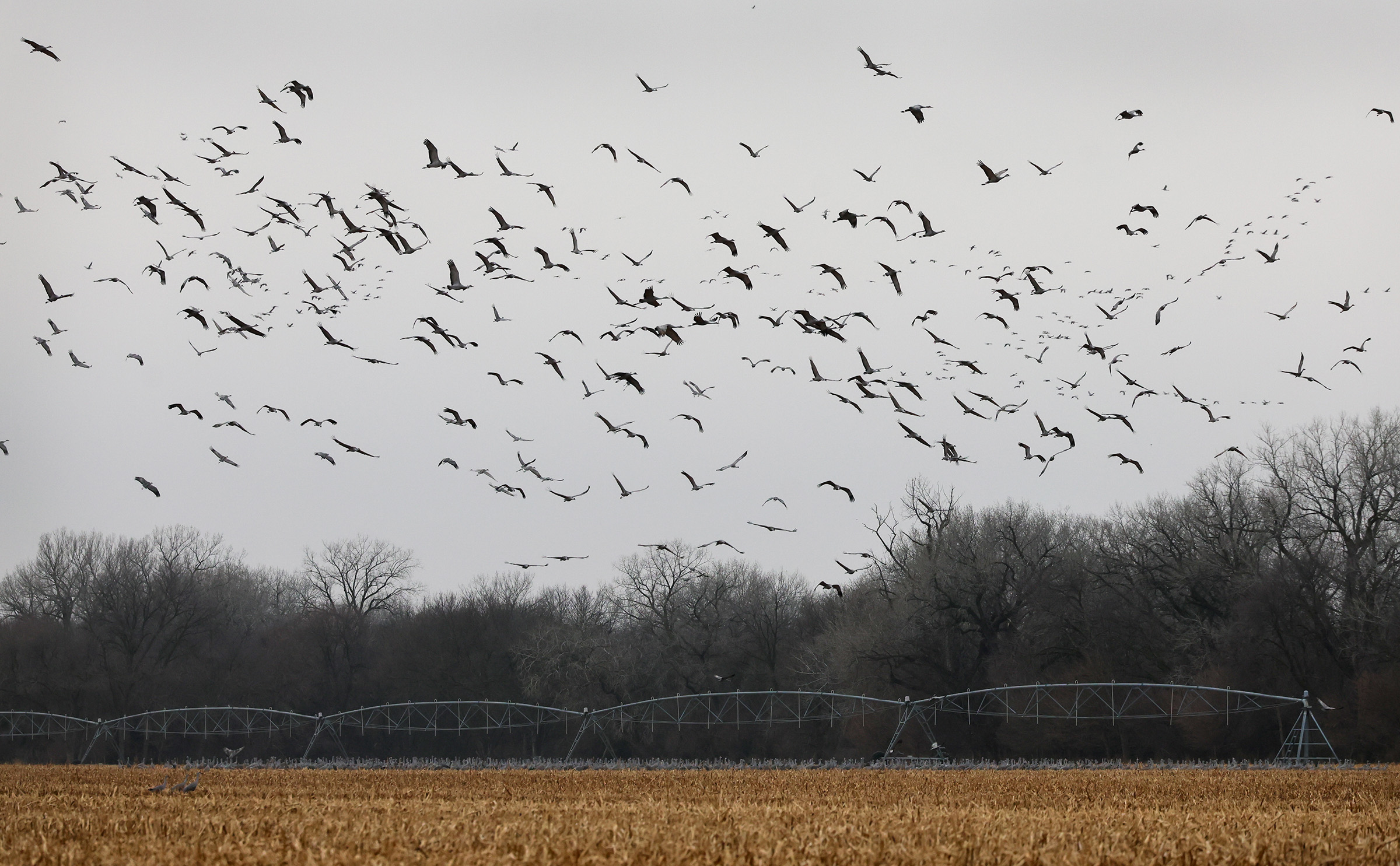 Sandhill cranes gather in a cornfield near Rowe Sanctuary in central Nebraska.