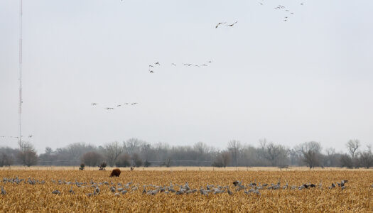 Sandhill cranes gather in a cornfield near Rowe Sanctuary in central Nebraska.