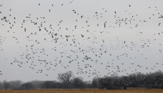 Sandhill cranes gather in a cornfield near Rowe Sanctuary in central Nebraska.