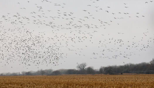 Sandhill cranes gather in a cornfield near Rowe Sanctuary in central Nebraska.