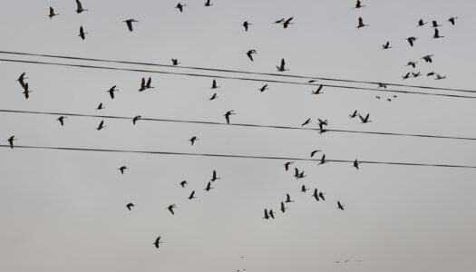 Sandhill cranes fly near power lines along the Platte River.
