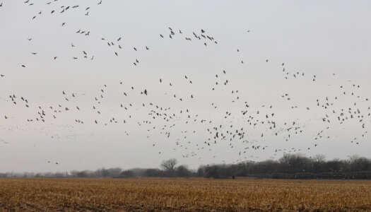 Sandhill cranes gather in a cornfield near Rowe Sanctuary in central Nebraska.