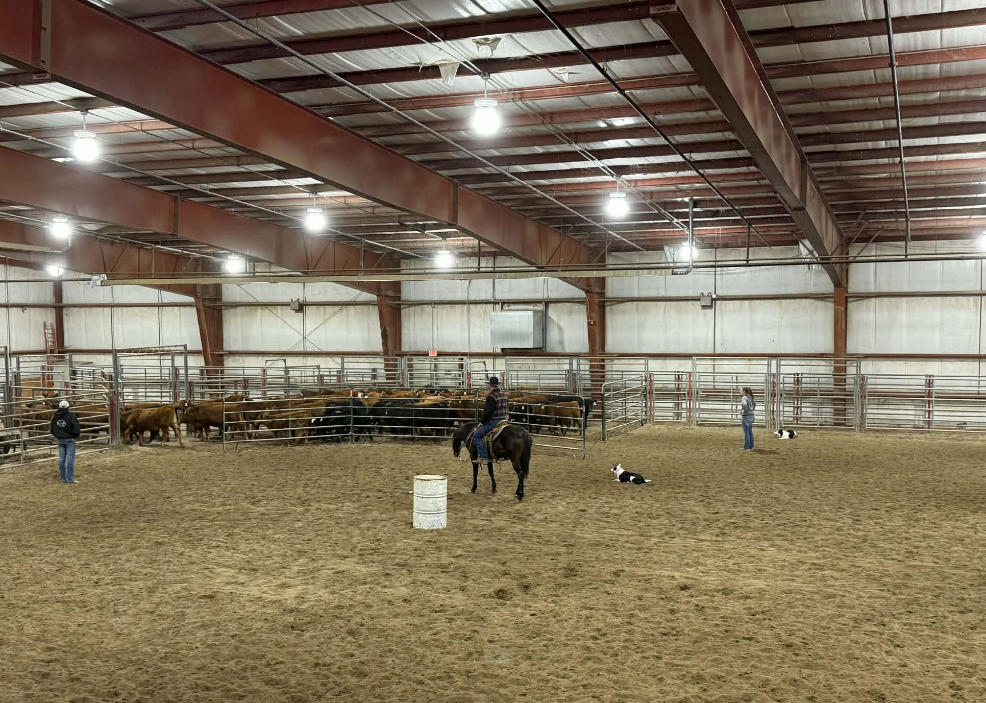 Leighlynn Towne and her stock dogs in the arena.
