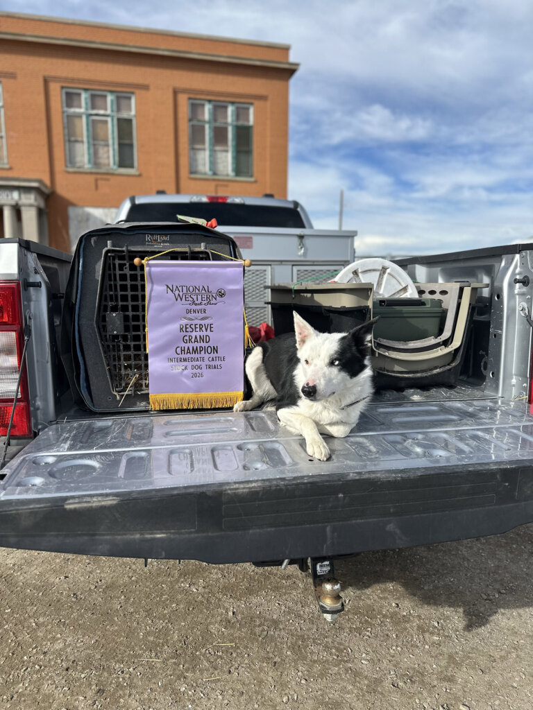 One of Leighlynn Towne's stock dogs with an award.