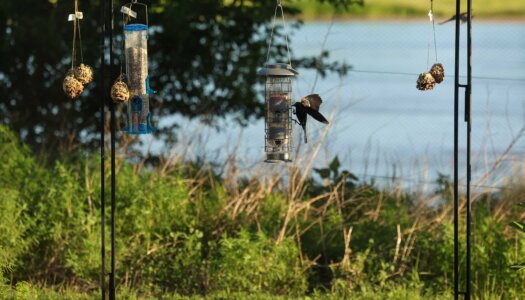 Birds feed at Rowe Sanctuary.
