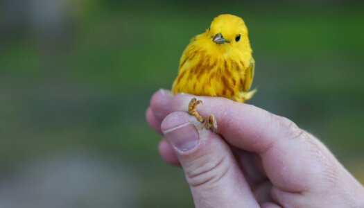 Letty Reichart holds a yellow warbler.