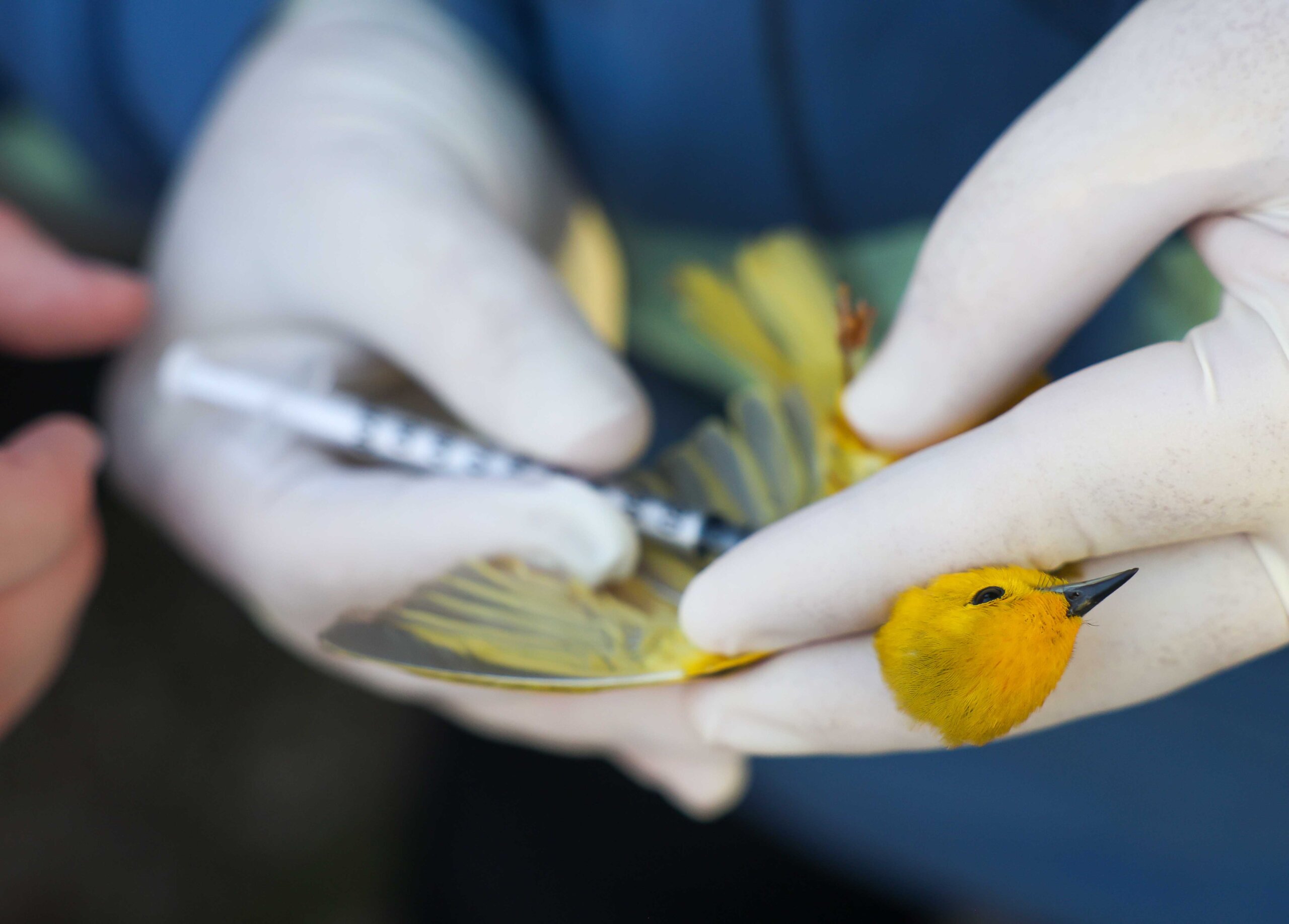 UNK biology professor Letty Reichart collects a blood sample from a yellow warbler.