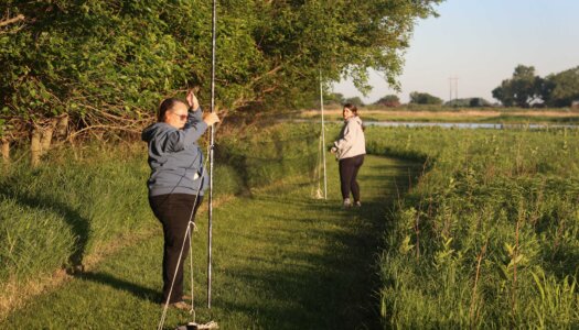 Letty Reichart and Morgan Holm take down a net at Rowe Sanctuary.