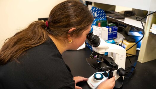 Morgan Holm studies a blood sample through a microscope.