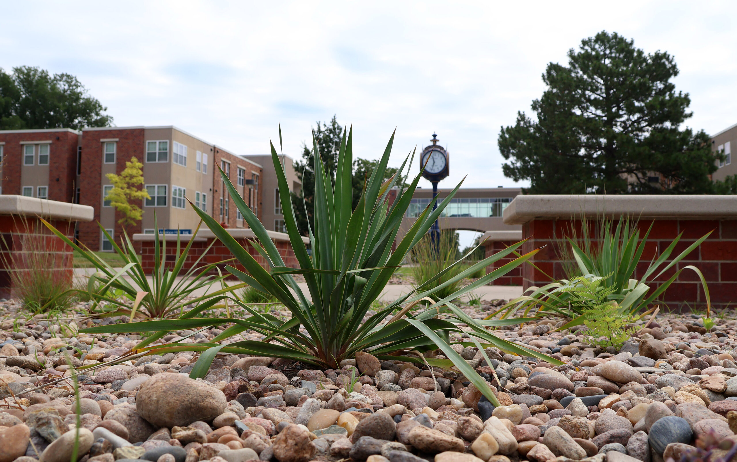A landscape bed with native plants on the UNK campus.