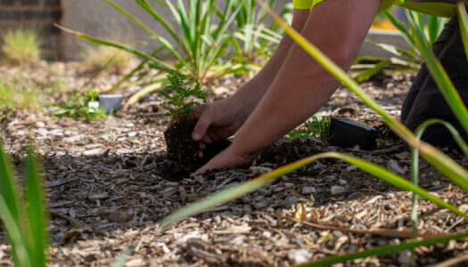 UNK Facilities Management and Planning employees add native plants to a landscape bed.