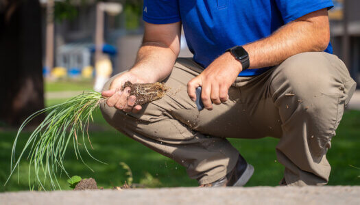 UNK Facilities Management and Planning employees add native plants to a landscape bed.