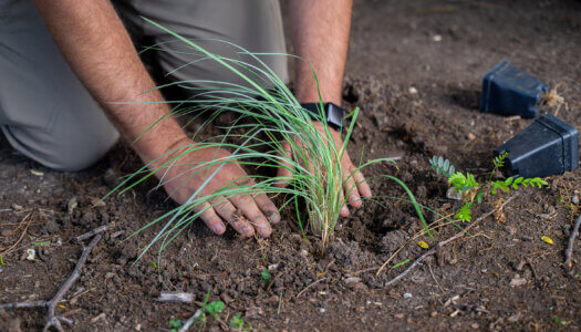 UNK Facilities Management and Planning employees add native plants to a landscape bed.