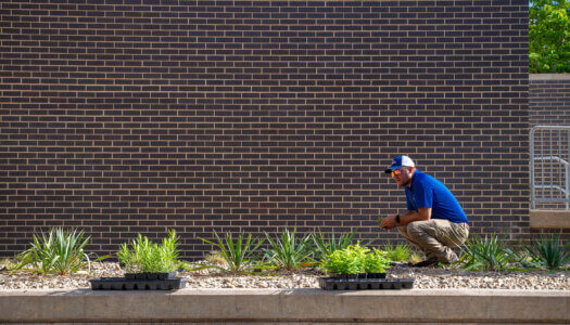 UNK Facilities Management and Planning employees add native plants to a landscape bed.